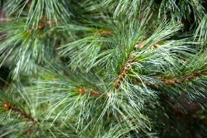 Pinus wallichiana Densa Hill 80- 100 cm