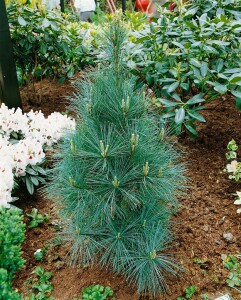 Pinus wallichiana Densa Hill 80- 100 cm