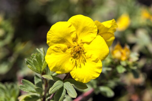 Potentilla fruticosa Goldfinger 30- 40 cm