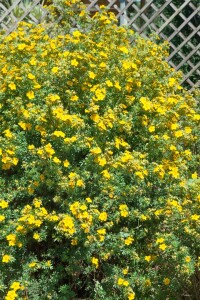 Potentilla fruticosa Goldfinger 30- 40 cm