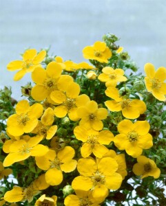 Potentilla fruticosa Goldfinger 30- 40 cm