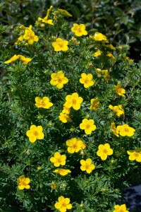 Potentilla fruticosa Goldfinger 30- 40 cm