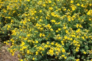 Potentilla fruticosa Goldfinger 30- 40 cm