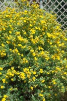 Potentilla fruticosa Goldfinger 30- 40 cm