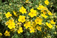 Potentilla fruticosa Goldfinger 30- 40 cm