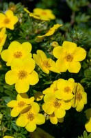 Potentilla fruticosa Goldfinger 30- 40 cm