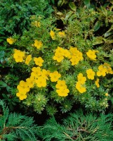 Potentilla fruticosa Goldfinger 30- 40 cm