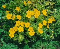 Potentilla fruticosa Goldfinger 30- 40 cm