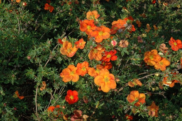 Potentilla fruticosa Red Ace C3