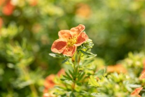 Potentilla fruticosa Red Ace C3