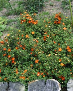 Potentilla fruticosa Red Ace C3