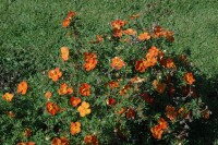 Potentilla fruticosa Red Ace C3