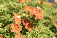 Potentilla fruticosa Red Ace C3