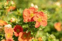 Potentilla fruticosa Red Ace C3