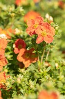 Potentilla fruticosa Red Ace C3