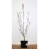 Prunus cerasifera Nigra 2 L 40-60