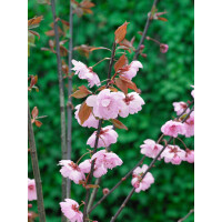 Prunus cerasifera Pleniflora 5 L 80-100