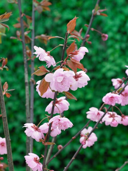 Prunus cerasifera Pleniflora 100- 125 cm