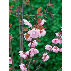 Prunus cerasifera Pleniflora 100- 125 cm