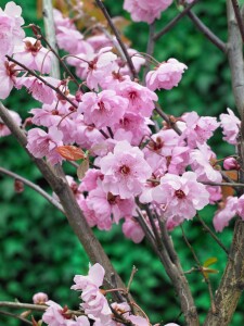 Prunus cerasifera Pleniflora 100- 125 cm