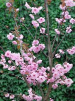 Prunus cerasifera Pleniflora 100- 125 cm