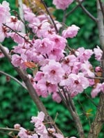 Prunus cerasifera Pleniflora 100- 125 cm