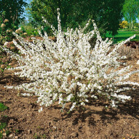 Prunus glandulosa Alboplena 40- 60 cm