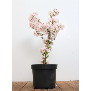 Prunus incisa Mikinori 40- 60 cm