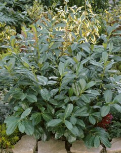 Prunus laurocerasus Rotundifolia Stammhöhe 80 cm + Krone