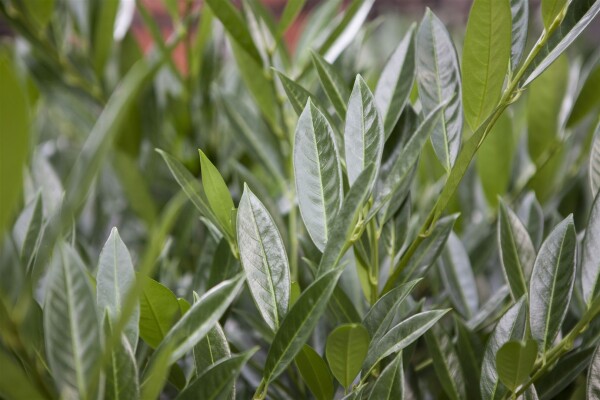 Prunus laurocerasus Gajo  mb 40-50 cm