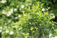 Prunus laurocerasus Green Torch - 9 cm Topf - Höhe...