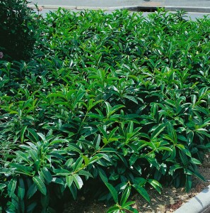 Prunus laurocerasus Mount Vernon 15- 20 cm