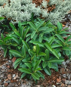 Prunus laurocerasus Mount Vernon 15- 20 cm