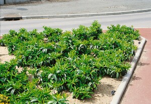 Prunus laurocerasus Mount Vernon 30- 40 cm