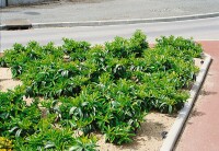 Prunus laurocerasus Mount Vernon mB 60- 80 cm