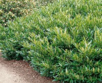 Prunus laurocerasus Otto Luyken mB 20-30