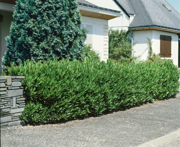 Prunus laurocerasus Otto Luyken mB 80- 100 cm