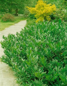 Prunus laurocerasus Otto Luyken mB 80- 100 cm