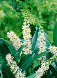 Prunus laurocerasus Otto Luyken mB 80- 100 cm