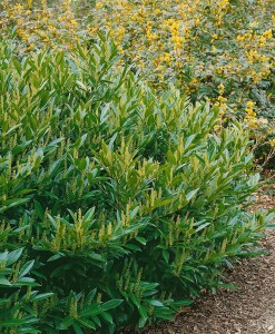 Prunus laurocerasus Otto Luyken mB 80- 100 cm