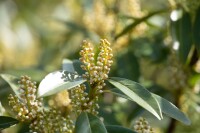 Prunus laurocerasus Otto Luyken mB 80- 100 cm