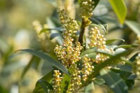 Prunus laurocerasus Otto Luyken mB 80- 100 cm