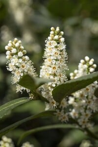 Prunus laurocerasus Piranha  25- 30 cm