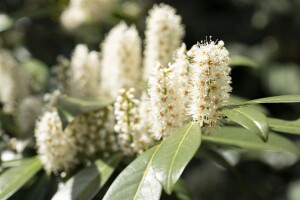 Prunus laurocerasus Piranha  25- 30 cm