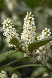 Prunus laurocerasus Piranha  25- 30 cm