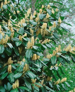 Prunus laurocerasus Piranha  25- 30 cm