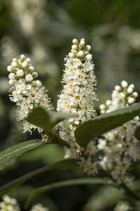 Prunus laurocerasus Piranha  30- 40 cm