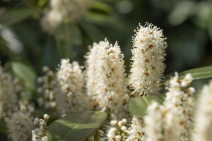 Prunus laurocerasus Piranha  mb 40-50 cm