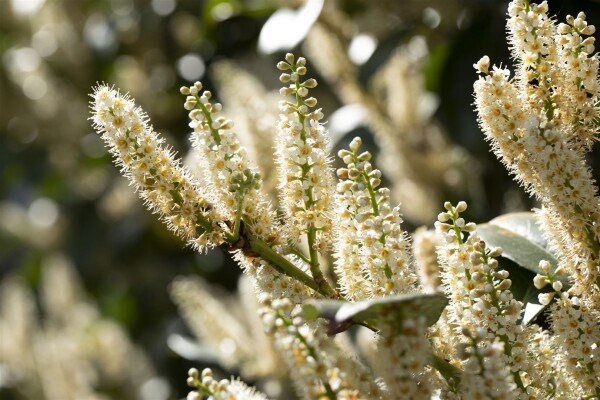 Prunus laurocerasus Piranha  mb 50-60 cm