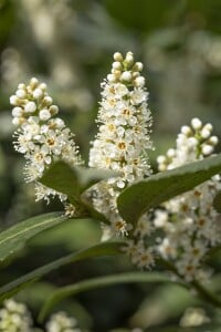 Prunus laurocerasus Piranha  kräftig 3xv mB 80- 100 cm kräftig